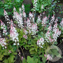 Tiarella cordifolia 'Oakleaf' GM P9