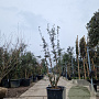 Quercus suber 175-200 cm cont. 110L meerstammig