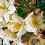 Rhododendron (AP) 'Daviesii' 30-40 cm 5,0L met knop