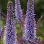Veronicastrum virginicum 'Cupid' GM P9