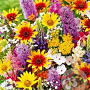 zomermix vaste planten GM P9