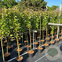 Salix caprea 'Kilmarnock' 120 cm stam 5,0L