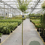 Salix integra 'Hakuro-nishiki' 120 cm stam 5,0L