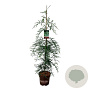 Sequoia s. 'Winter Blue' 125-150 cm 15L