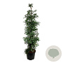 Sequoia s. 'Winter Blue' 200-225 cm cont. 70L extra