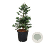 Sequoiadendron g. 'Glaucum' 100-125 cm cont. 55L extra