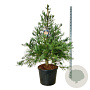 Sequoiadendron g. 'H. Mammoth One' 150-175 cm cont. 90L extra