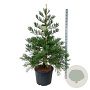 Sequoiadendron g. 'H. Mammoth Two' 150-175 cm cont. 90L extra