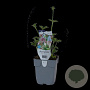 Astrantia maj. 'Roma' GM  P11