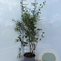 Symphoricarpos albus 60-80 cm 2,0L