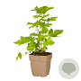 Filipendula ulmaria GM  P11