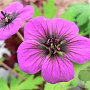 Geranium 'Ann Folkard' GM  P11