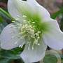 Helleborus o. 'White Lady' GM  P11
