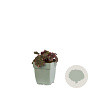 Heuchera 'Fire Chief' GM  P11