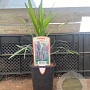 Liriope muscari GM  P11