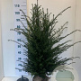 Taxus baccata 80-100 cm met kluit extra