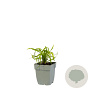 Liriope muscari 'Ingwersen' GM  P11