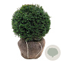 Taxus baccata 45-50 cm met kluit bol extra
