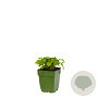 Melissa officinalis GM  P11
