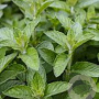 Mentha piperita 'Lemon' GM  P11