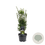 Taxus media 'Hicksii' 40-50 cm 3,0L