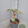 Tetrapanax papyrifer 'Rex' GM C3