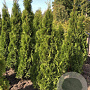 Thuja occ. 'Smaragd' 140-160 cm met kluit