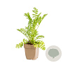 Tanacetum vulgare GM  P11