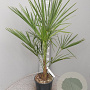 Trachycarpus fortunei 80-100 cm 6L