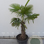 Trachycarpus fortunei 60 cm stam container