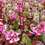 Bergenia 'Ouverture' GM  P11