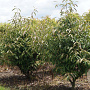 Viburnum henryi 80-100 cm 15L