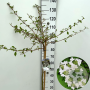 Viburnum plic. Kilimandjaro 90 cm stam 7,5L