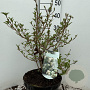 Viburnum plic. 'Newport' 40-50 cm 7,5L