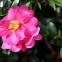 Camellia sas. 'Hiryu' 50-60 cm 5,0L