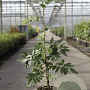 Wisteria sinensis 'Alba' 150-175 cm 5,0L