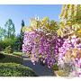Wisteria val. Grande Diva Barbara 150-175 cm vierkant rond 5,5L