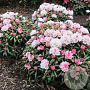 Rhododendron yakushimanum 40-50 cm 10L
