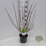 Cornus alba 'Spaethii' 30-40 cm 3,0L