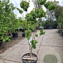 Cornus florida rubra 120-140 cm 30L