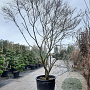 Cornus florida rubra 350-400 cm container solitair 2-3 tak