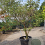 Cornus kousa 125-150 cm container meerstammig