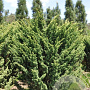 Cryptomeria j. 'Jindai' 50-60 cm 5,0L