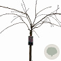 Prunus 'Kiku-shidare-zakura' 150 cm stam 10L