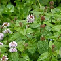 Mentha pip. 'Black Mitcham' GM  P11