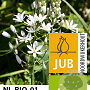 Ornithogalum Sochii 12 cm verpakt per 50