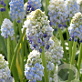 Muscari Armeniacum Nature's Beauty verpakt per 100