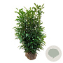 Prunus l. 'Herbergii' 125-150 cm met kluit