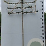 Acer campestre 200 cm stam 40L leiboom 10-12