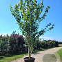 Acer rubrum 'Franksred' 350-400 cm cont. 110L meerstammig